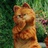 emperorcat