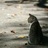 猫与渣子