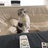 猪肉又涨价啦