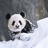 橘黄小熊