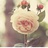 冷月葬花魂