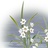 桂花糕