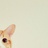 LeRIn