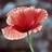 anemone