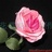 yibing66