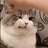 鹿角