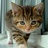 StripedCat ZHOU