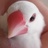 yowa