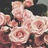 aster