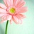 Habiba