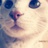 waner .Z