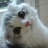 不是小野猫