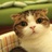 正版猫脸兔