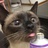 猫见秒