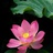 花开芬芳
