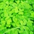 虫虫Green