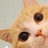 早睡早起的猫咪
