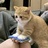 神奇猫猫在哪里