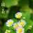 清琴