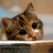 anywnwqer