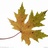 maple