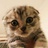 卖萌的猫猫侠