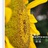 ''sunflower