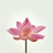 lotus25
