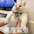 柏林的小黑帽