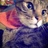猫鱼树