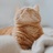 pokfulameow