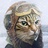 乔治亚的猫