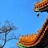 桃十七