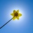 sunshine轩