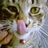 ✿三伏的猫奴