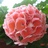 dew619