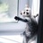客栈边的黑猫君