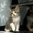 Alice.H
