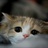 穿靴子的猫