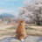 霁月芷