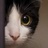 忧郁的猫