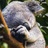 Koala_QQ