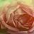❀宝贝三毛