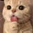 被猫气的嗷嗷哭