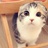 meow酱酱酱
