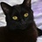 黑猫123