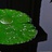 陌