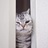 猩寶寶667
