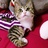 想变成猫陪你