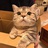 猫猫戴口罩